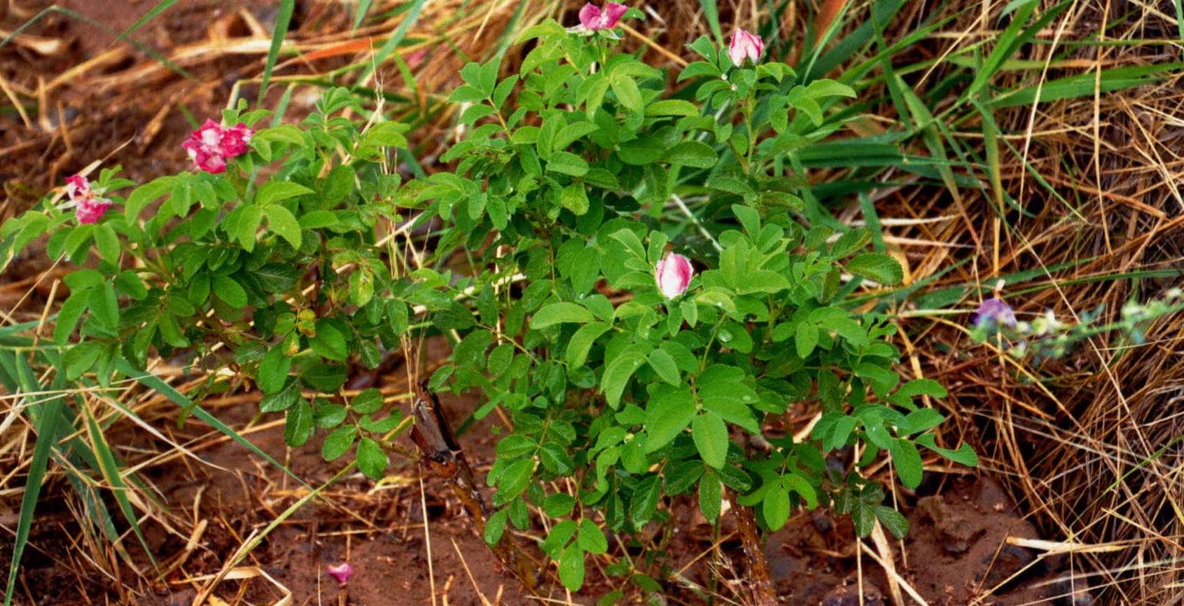 粉團(tuán)薔薇